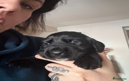 Cockerdor dogs for sale: Beautiful Cockerador Puppies  - Image 6