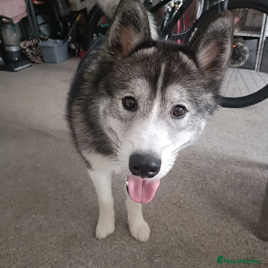 Samoyed dogs for sale: Samoyed male  - Advert 3