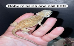 Gecko reptiles for sale: Lizards for sale - lots to choose from  in Nottingham - Image 13