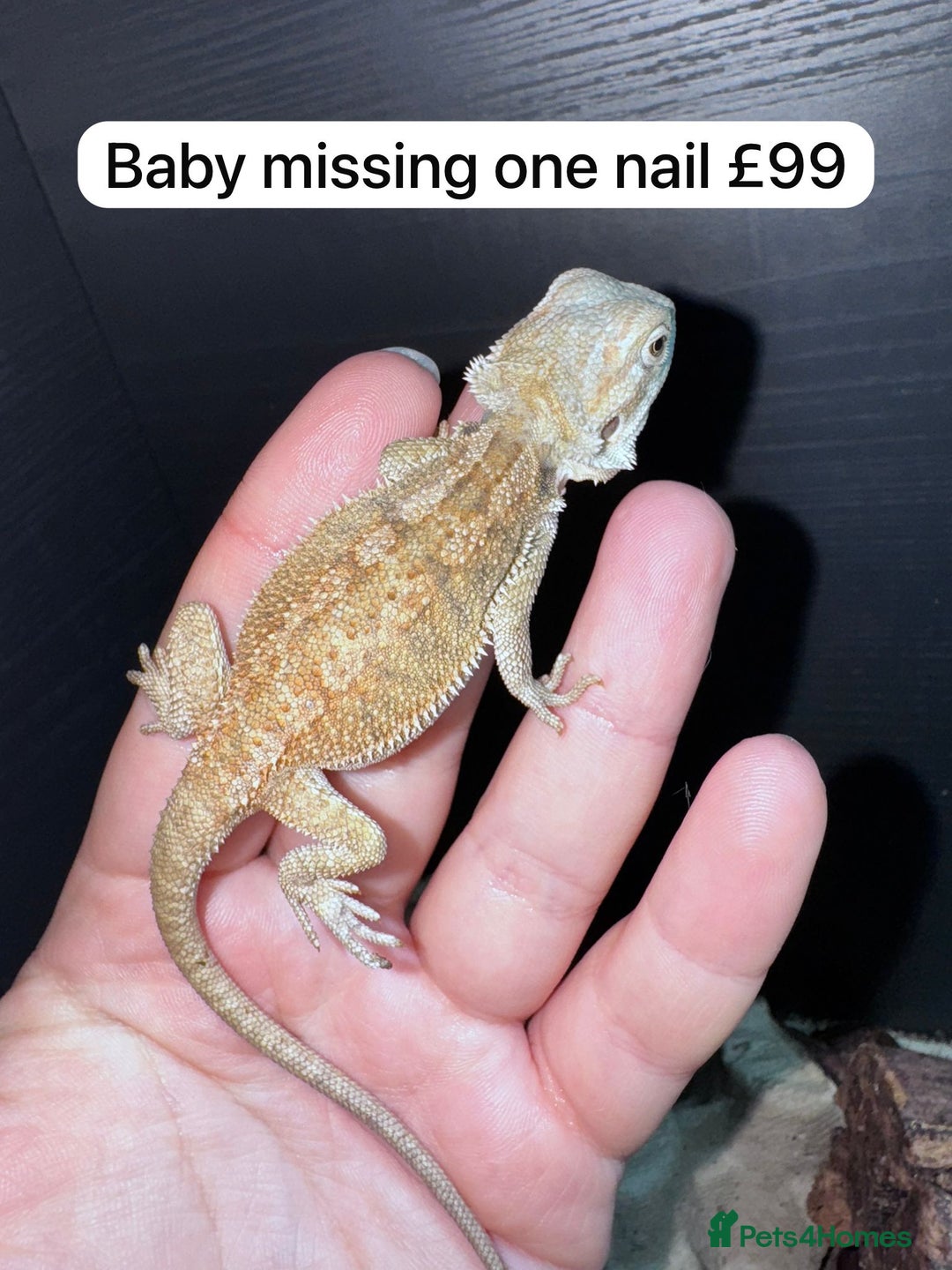 Gecko reptiles for sale: Lizards for sale - lots to choose from  in Nottingham - Image 13
