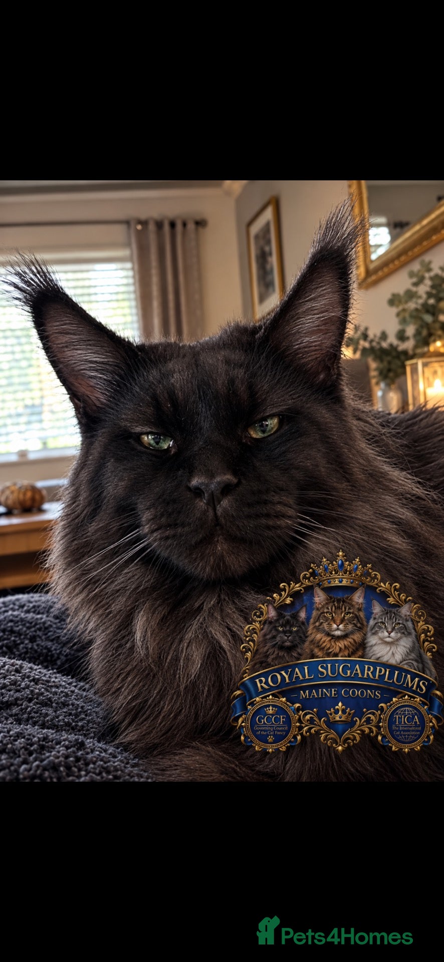 Maine Coon cats for stud: Black smoke stud - Advert 12