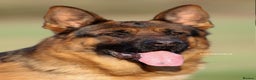 German Shepherd dogs for stud: Health Tested, Show Winner, Proven Stud Dog in London - Advert 7