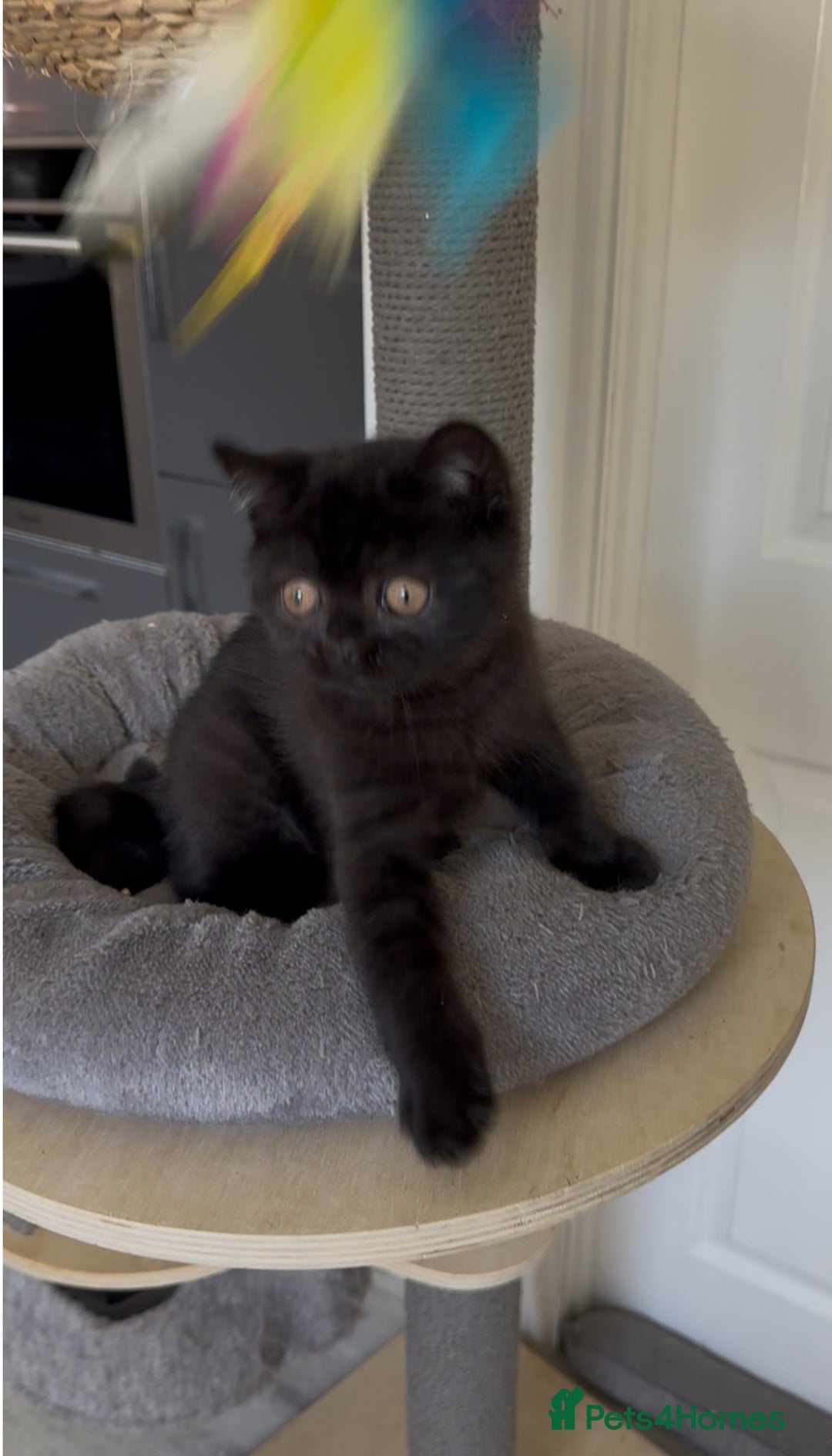 British Shorthair cats for sale: Gccf pedigree black little boy  - Image 12
