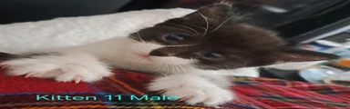Mixed Breed 11