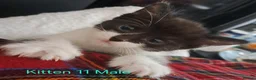 Mixed Breed cats for sale: 12 Beautifull kittens looking for a home. - Advert 19