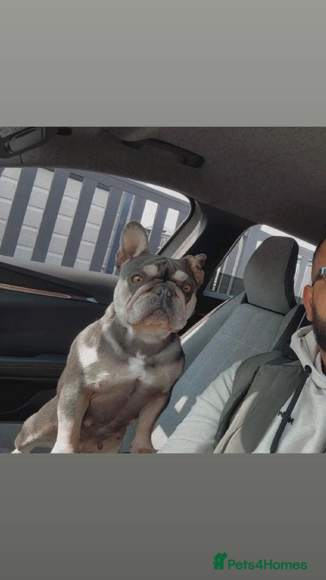 Mixed Breed dogs for sale: Rare Frenchie-Poochon Pups - Advert 7