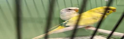 Budgerigars birds for sale: Breeding pair of budgies and one female budgie - Advert 5