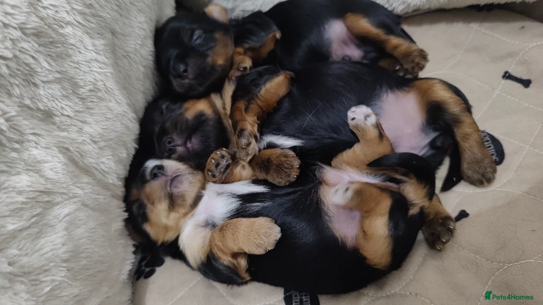 Yorkshire Terrier dogs for stud:  Pedigree Yorkshire terrier only for stud  in Hull - Advert 29