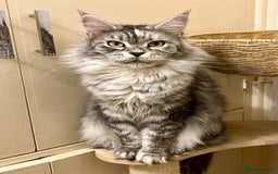 Maine Coon cats for sale: 🐾🩷 MISSY 🩷🐾 Maine Coon TICA Pedigree  - Image 2