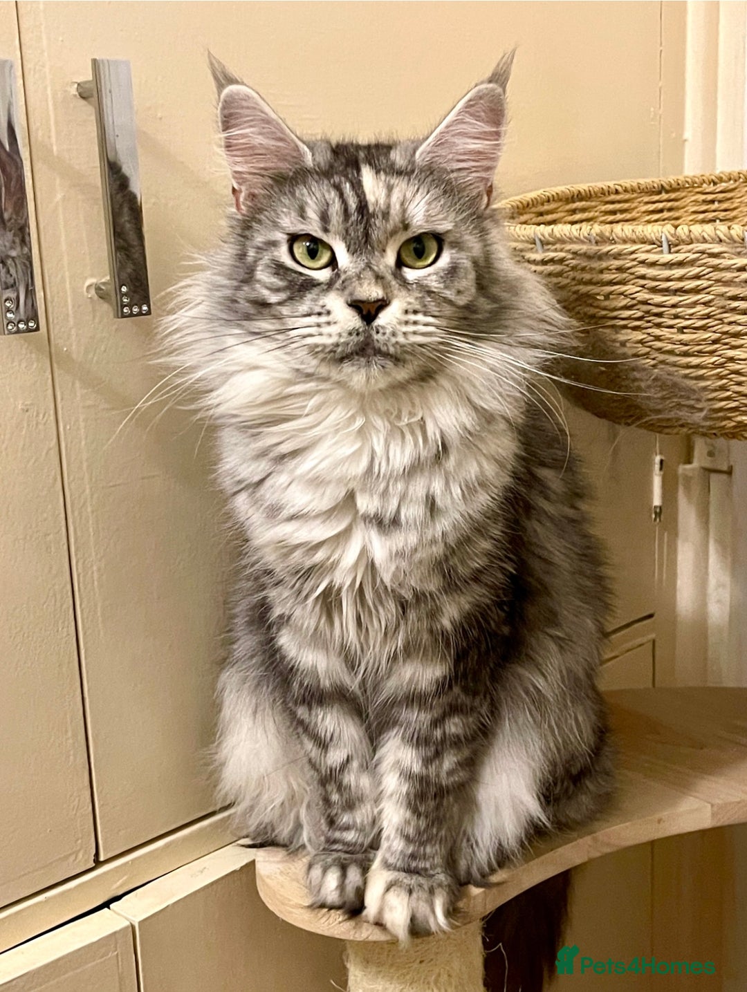 Maine Coon cats for sale: 🐾🩷 MISSY 🩷🐾 Maine Coon TICA Pedigree  - Image 2