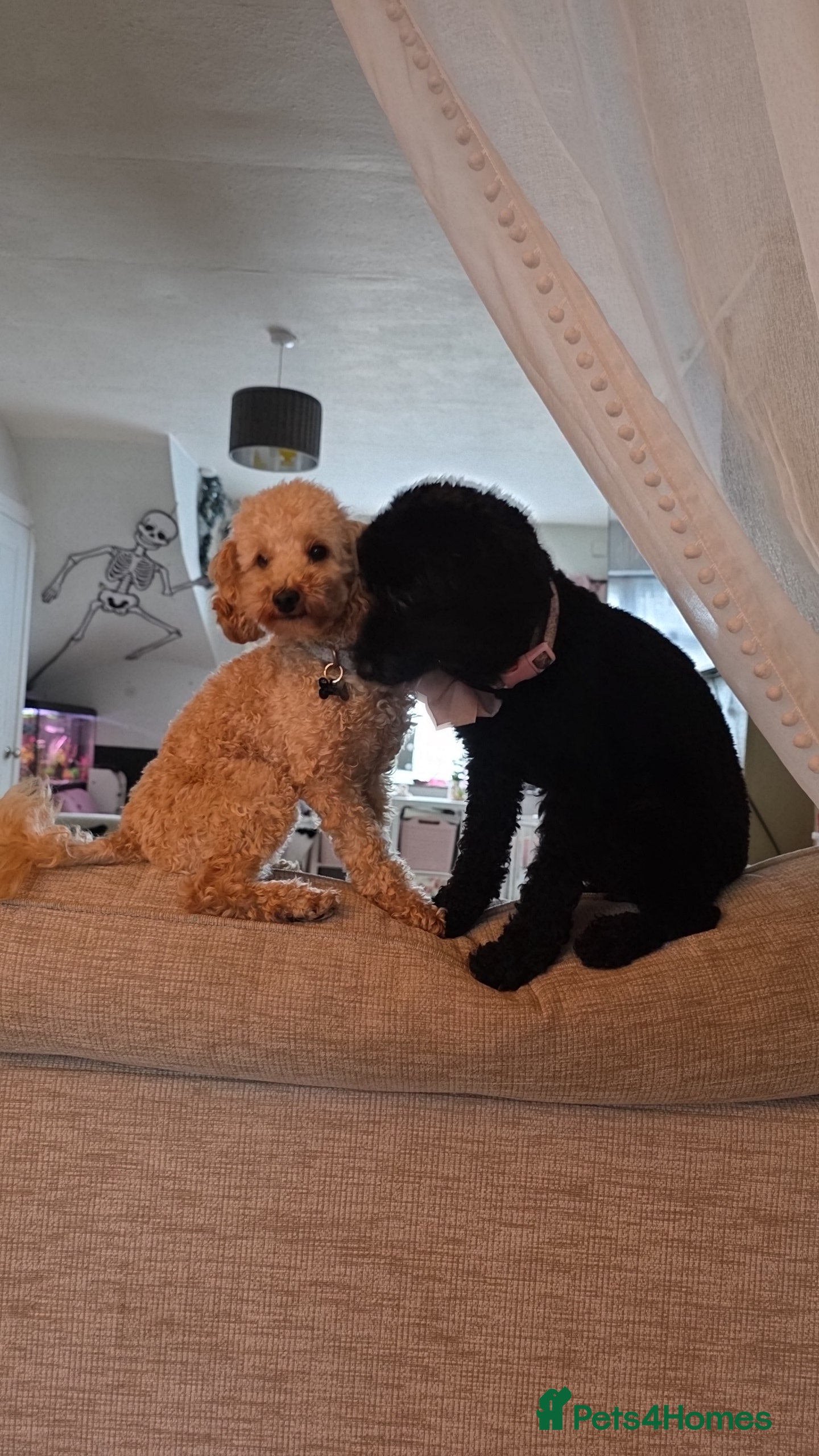 Mixed Breed dogs Hybrid miniture/toy poodle  - Advert 1