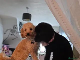 Mixed Breed dogs Hybrid miniture/toy poodle - Advert 2