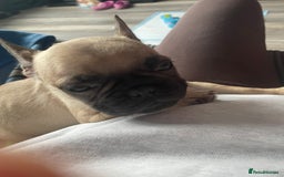 Frug dogs for sale: 10 week old puppy for sale - Image 2