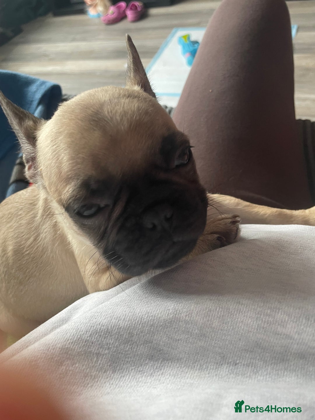Frug dogs for sale: 10 week old puppy for sale - Image 2