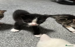 Domestic Shorthair cats for sale: beautiful tabby and black and white kittens - Image 13