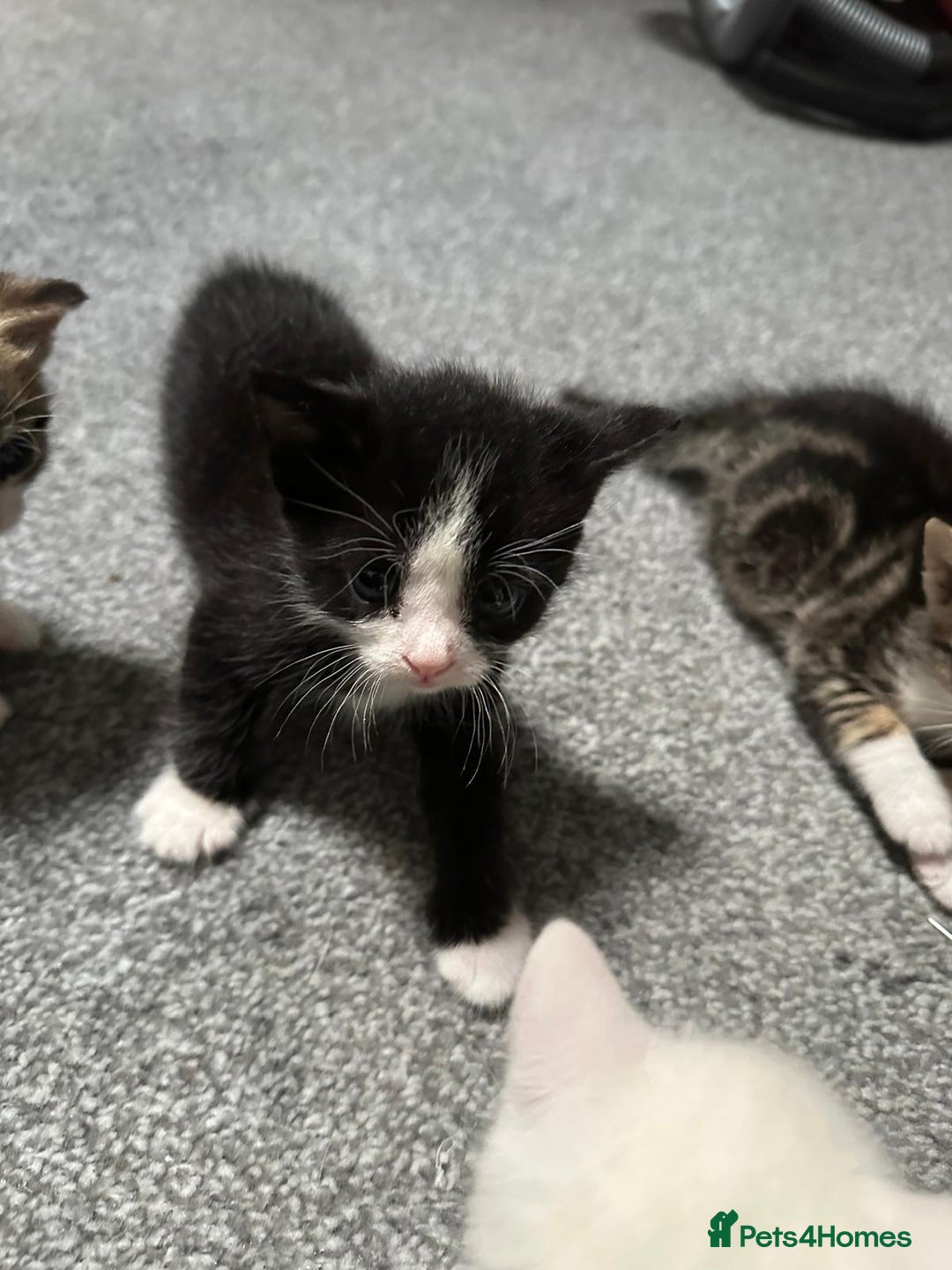 Domestic Shorthair cats for sale: beautiful tabby and black and white kittens - Image 13