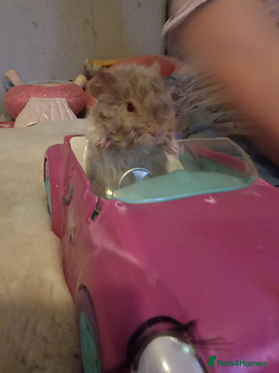 Guinea Pig rodents for sale: Adorable female guinea pig babies  in Nottingham - Advert 12