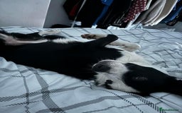 Border Collie dogs for sale: Billy 3 year old border collie - Image 9