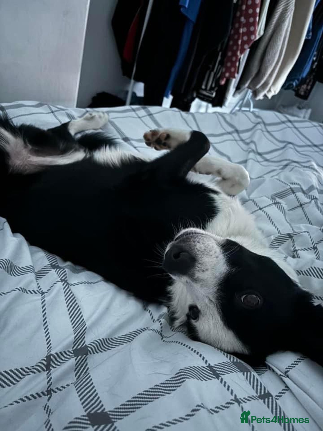 Border Collie dogs for sale: Billy 3 year old border collie - Image 9