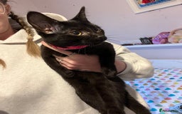 Mixed Breed cats for sale: Black female cat - Advert 1