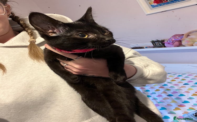 Mixed Breed cats Black female cat - Advert 1
