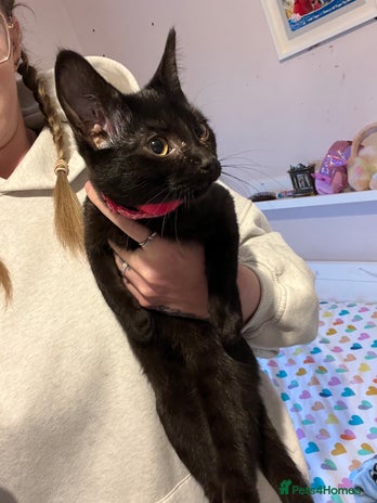 Mixed Breed cats Black female cat - Advert 1