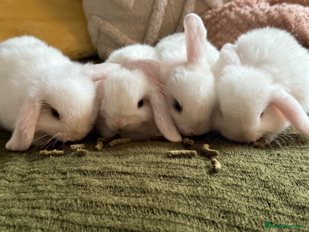 Mini Lop rabbits for sale: Pure white mini Loop female ready to leave!!  - Image 2