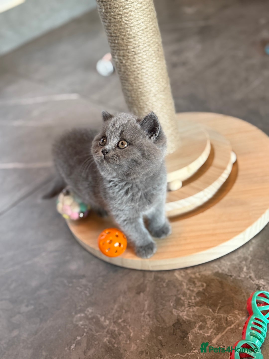 British Shorthair cats for sale: Champion mum & dad litter 1 🩵 & 1 🩷 - Image 11