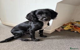 Sprocker dogs for sale: Female Sprocker Spaniel - Image 2