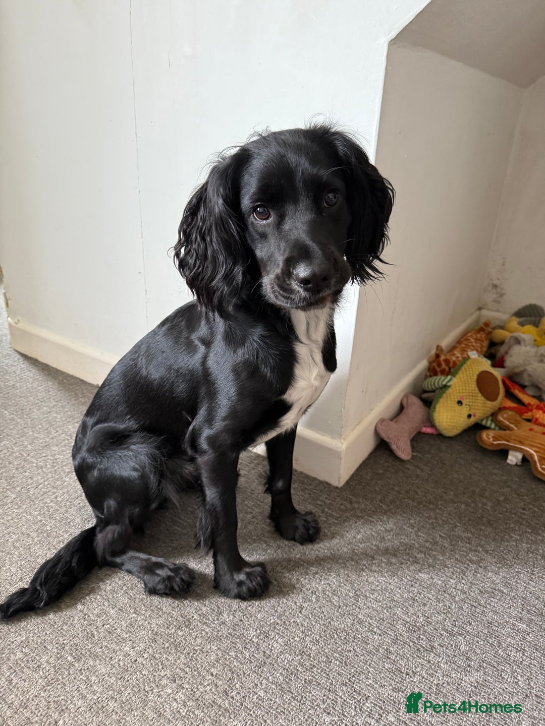 Sprocker dogs for sale: Female Sprocker Spaniel - Image 2