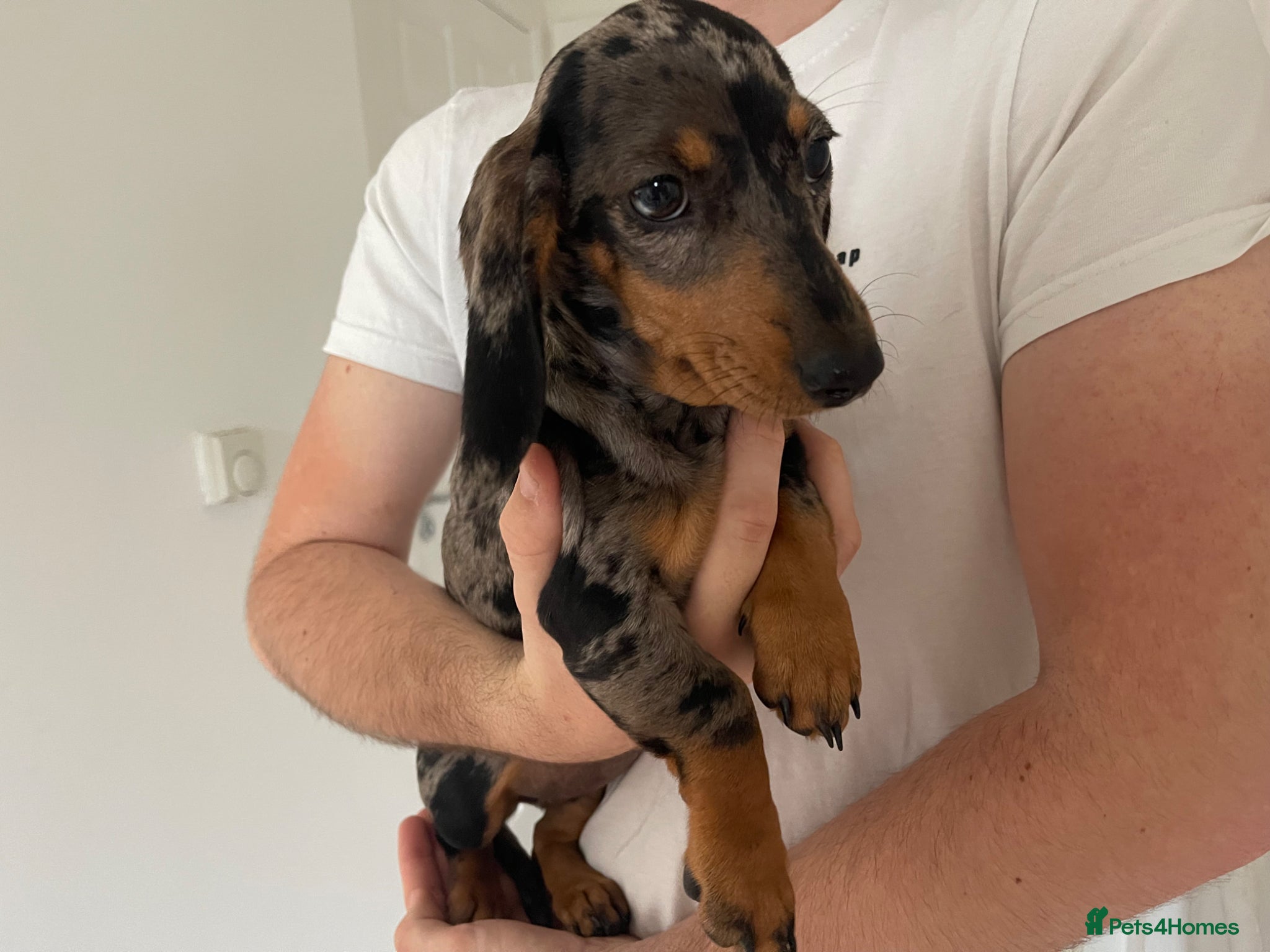 Miniature Dachshund dogs for sale: Female Miniature Dachshund 5 Months old. in Stafford - Advert 4