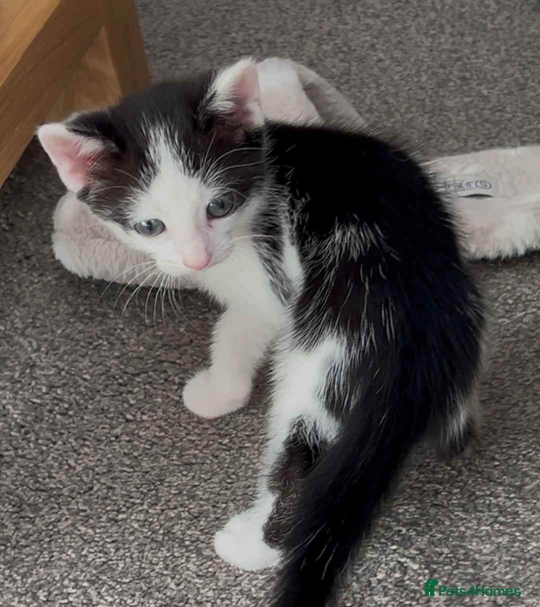 Domestic Shorthair cats for sale: Lovely kittens flea-treated;litter trained;wormed. - Advert 4