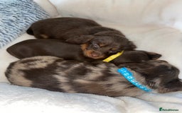 Miniature Dachshund dogs for sale: KC Championship line miniature dachshunds  - Image 16