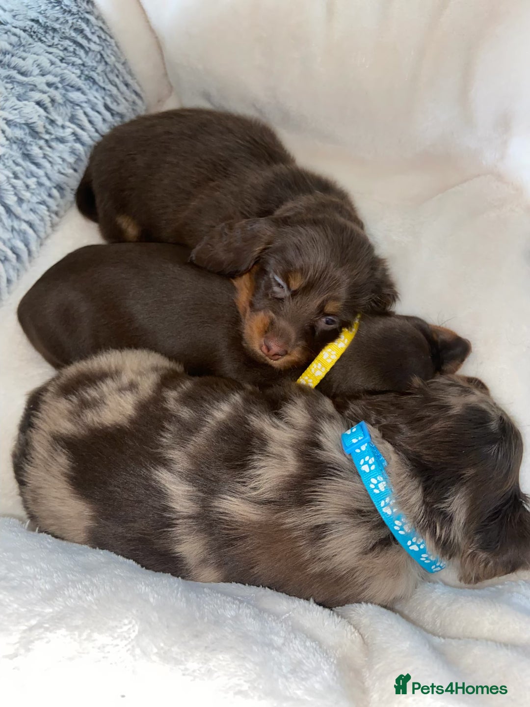 Miniature Dachshund dogs for sale: KC Championship line miniature dachshunds  - Image 16