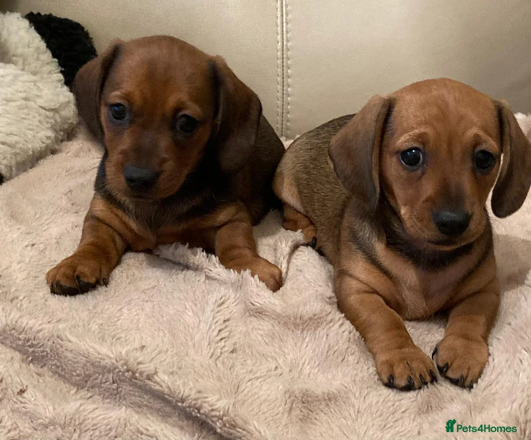 Miniature Dachshund dogs for stud: Chocolate and Tan Smooth Coat STUD  in Pontypridd - Advert 21