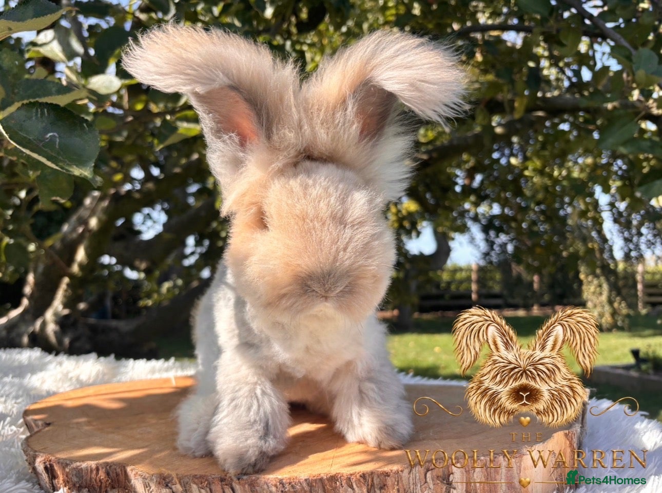 Angora rabbits Fully Vaccinated Angora Litter - Advert 1