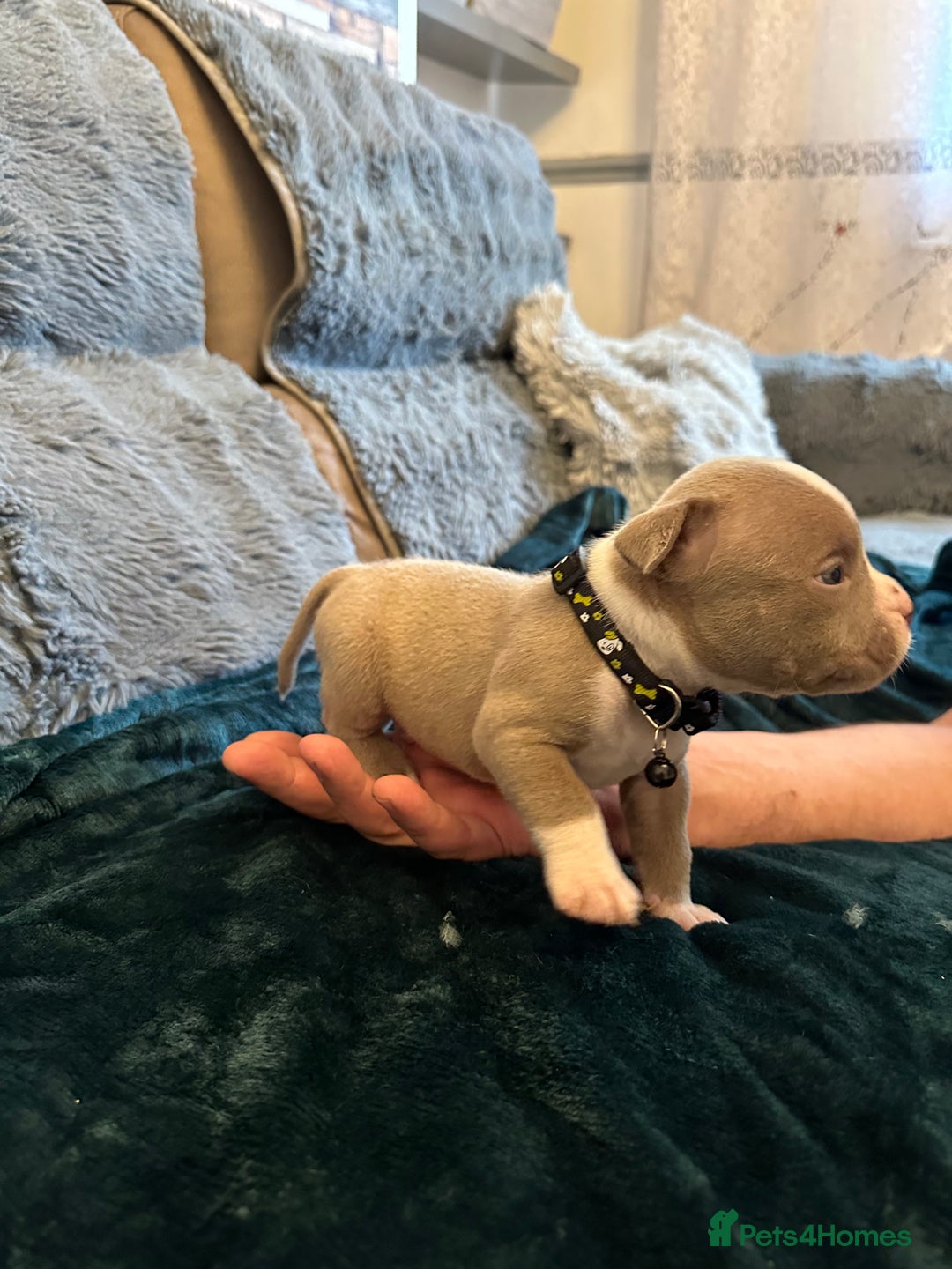 American Bully dogs for sale: 🐾 ABKC Registered Micro/Pocket Bully Puppies! 🐾 - Image 4