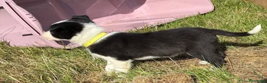 Border Collie 8 - Yellow Collar