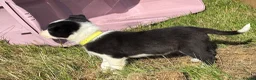 Border Collie dogs for sale: Border Collie Pups - Farm reared from working dogs - Advert 19