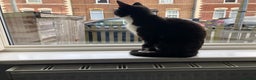 Domestic Shorthair cats for sale: Black & white short hair cat - Advert 5
