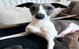 Italian Greyhound dogs for sale: 7/8 Italian Greyhound, 1/8 Whippet Puppies - Image 19