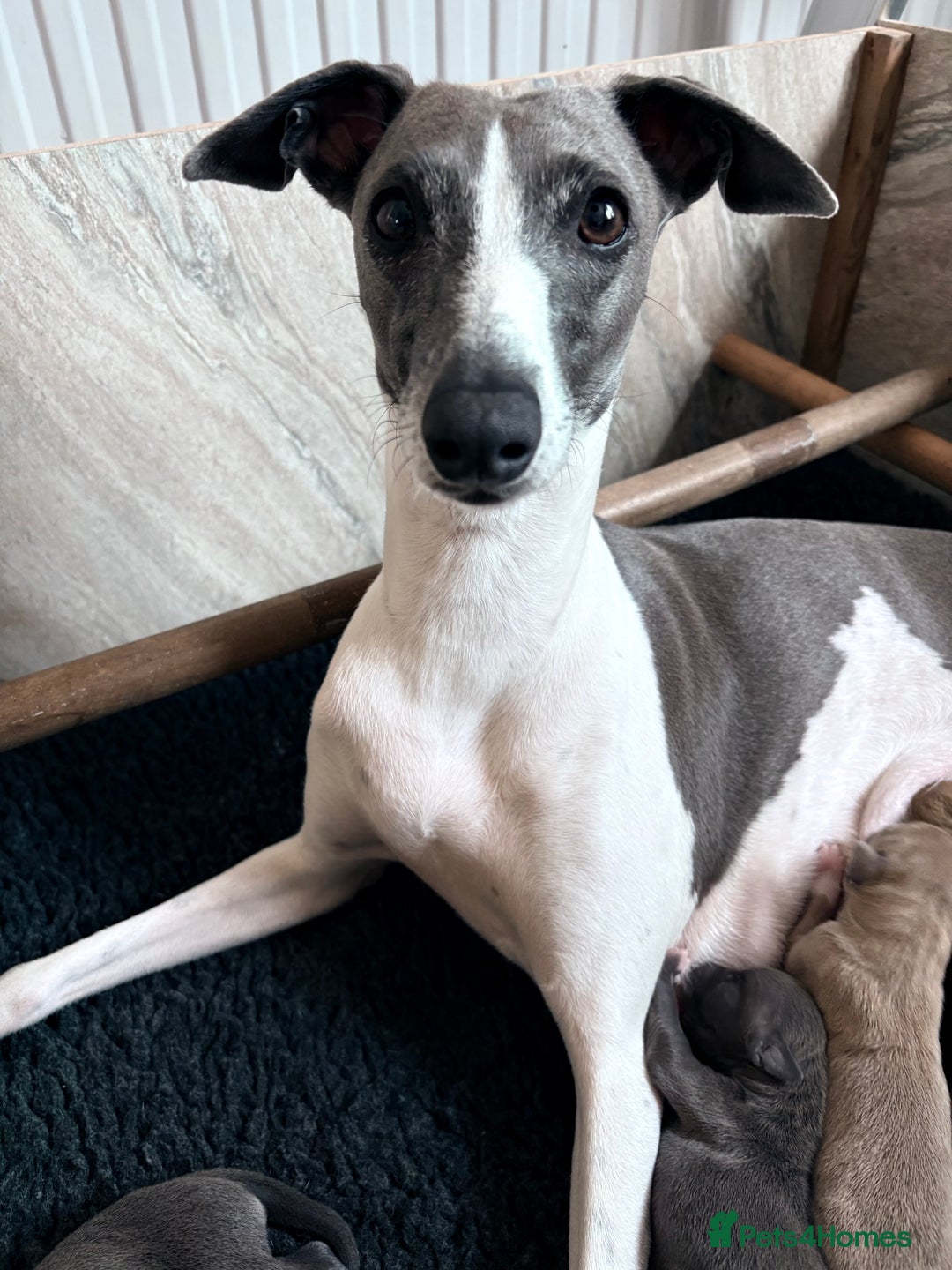 Italian Greyhound dogs for sale: 7/8 Italian Greyhound, 1/8 Whippet Puppies - Image 19