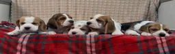 Beagle dogs for sale: BEAUTIFUL (SHOW TYPE) BEAGLE PUPPIES READY NOW - Advert 9