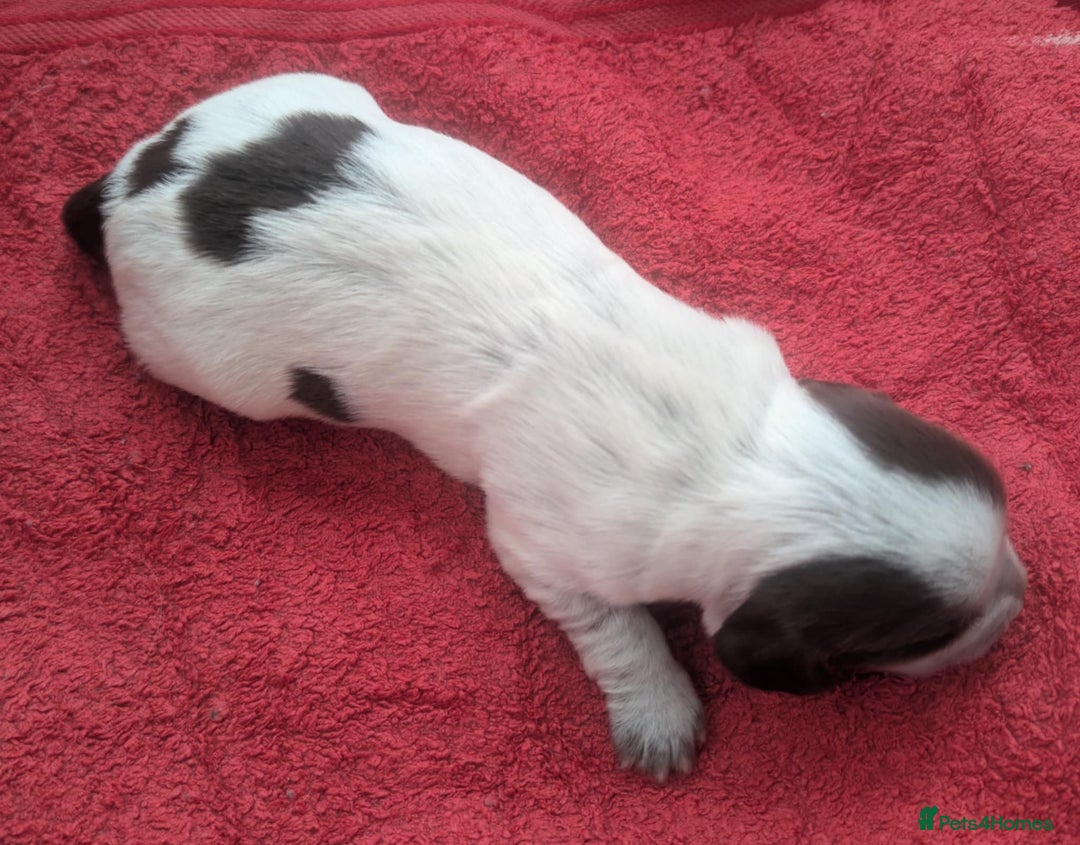 Cocker Spaniel dogs for sale: KC Reg W/T Roan Cocker Spaniels - Image 7