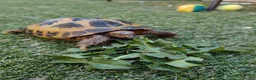 Tortoise reptiles for sale: Russian Tortoise + Enclosure in Nottingham - Advert 12