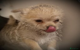 Mixed Breed dogs for sale: Malchi Puppies Looking for Their Forever Homes  - Image 1