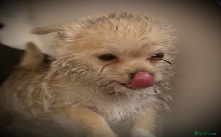 Mixed Breed dogs - Advert 9