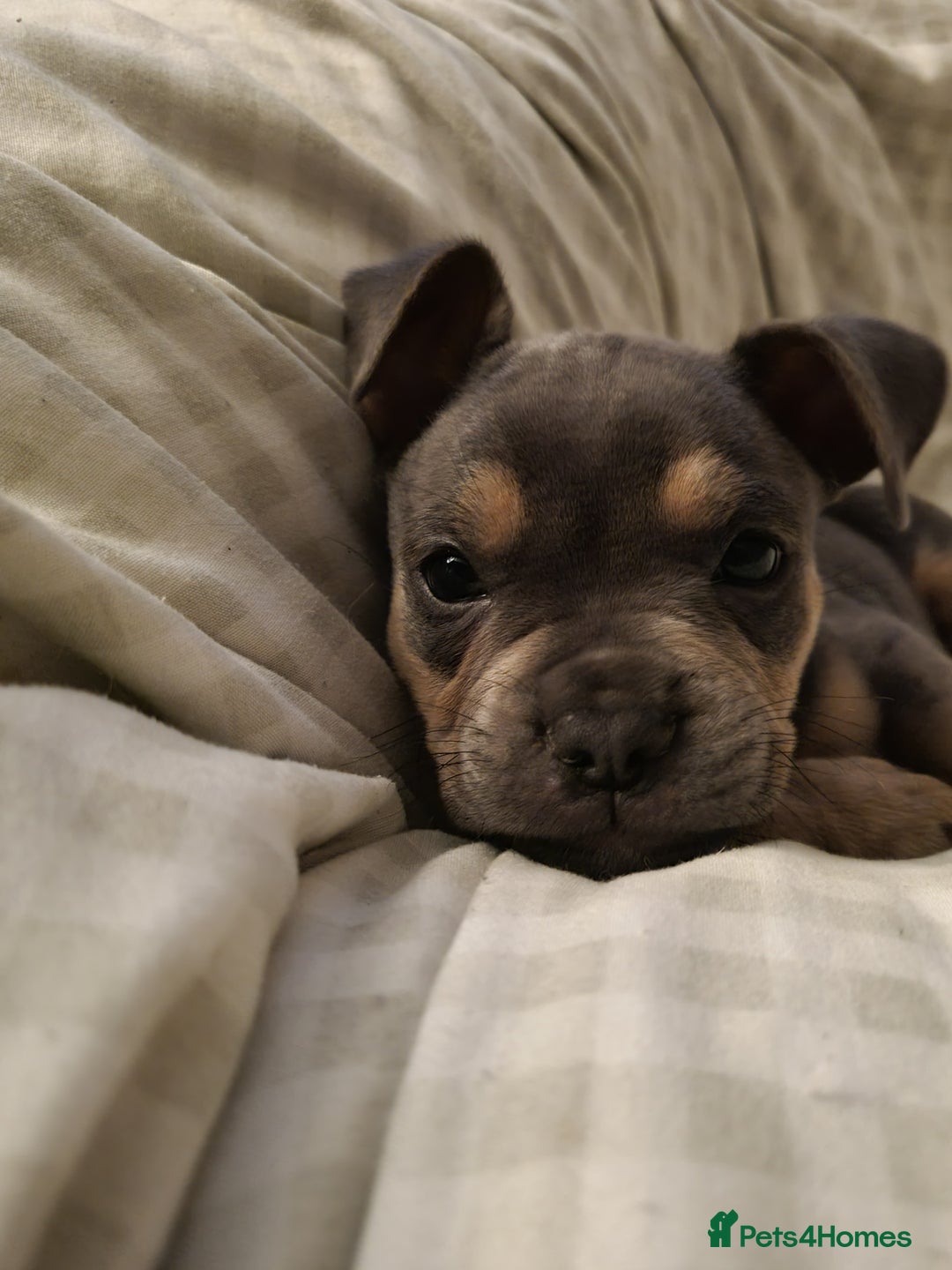 Mixed Breed dogs for sale: Lovely chilli, needs a new home 💔 - Image 5