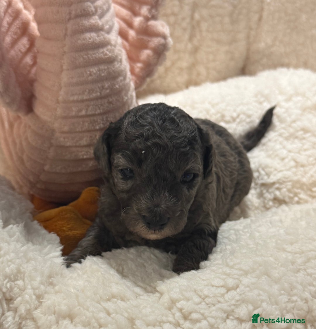Cockapoo dogs for sale: Adorable Cockapoo puppies  - Image 5