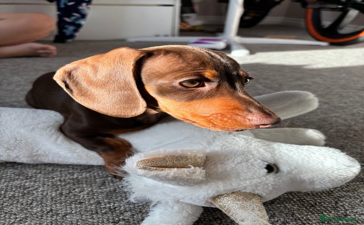 Miniature Dachshund dogs - Advert 1